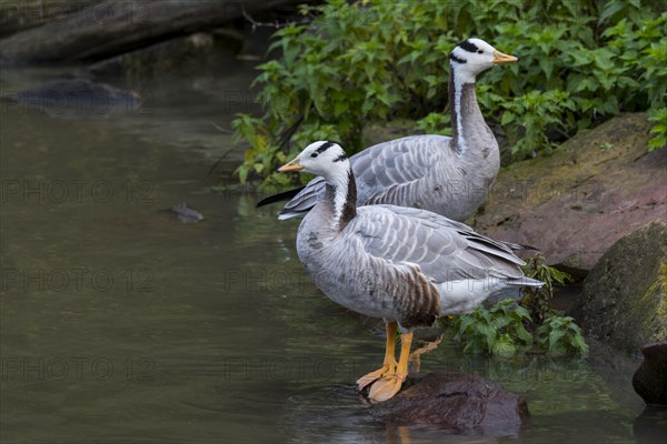 Bar-headed geese