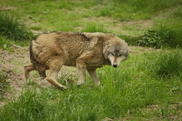 European gray wolf