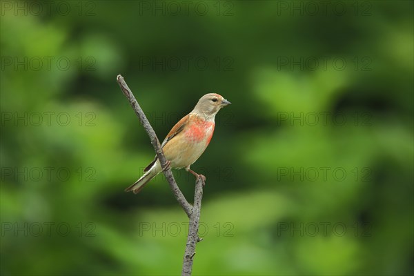 Male linnet