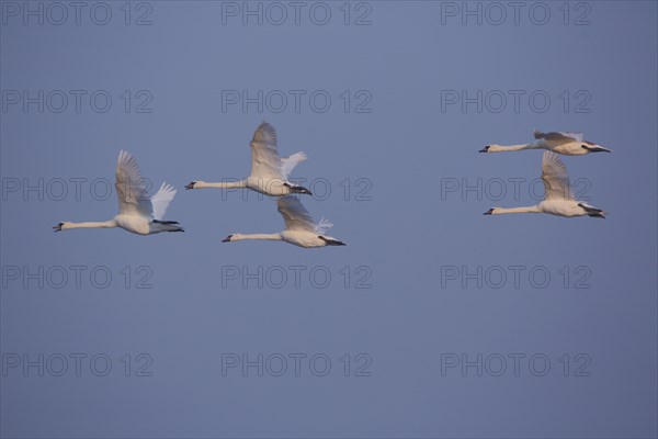 Five mute swan