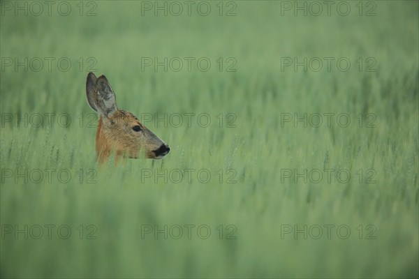 European roe deer