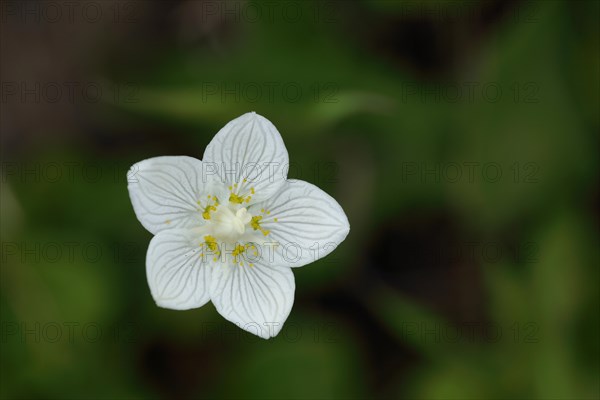 Flower with pistil and stigma of marsh grass-of-parnassus