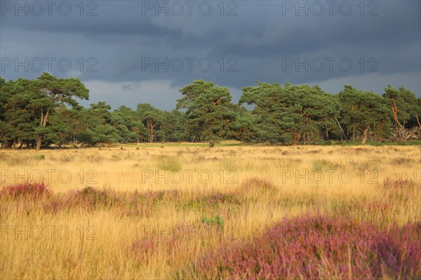 Heathland with grey clouds and light mood