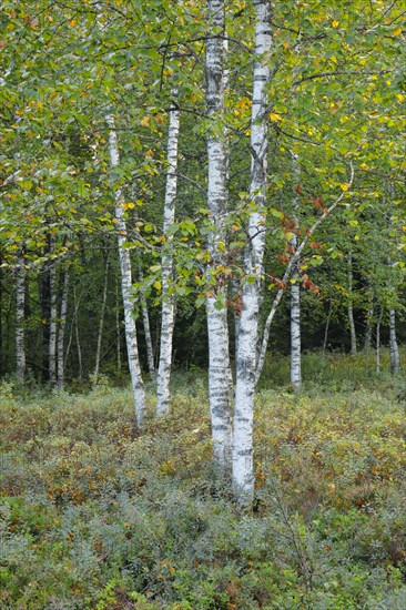 Birch forest and blueberry bushes in the high moor near Les Ponts-de-Martel