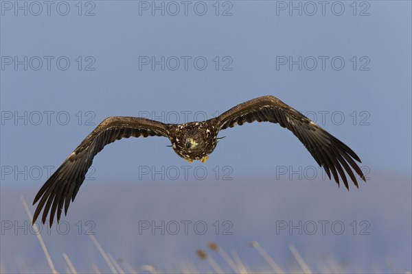 White-tailed Eagle