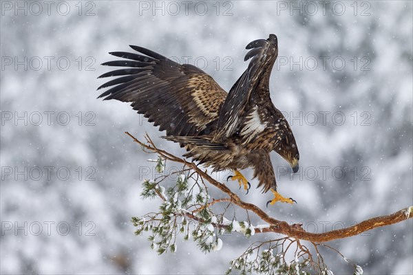 White-tailed Eagle