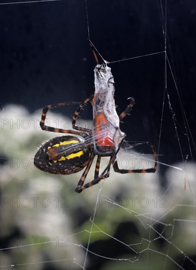 Banded Garden Spider