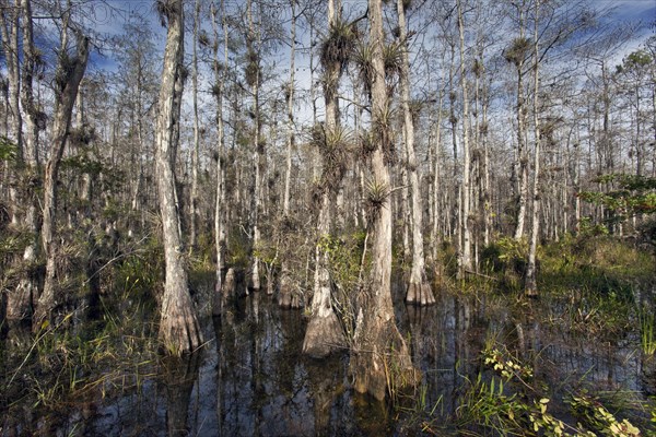 Big Cypress National Preserve