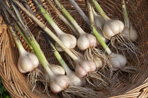 Garlic