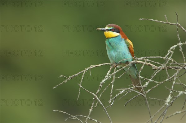 European bee-eater