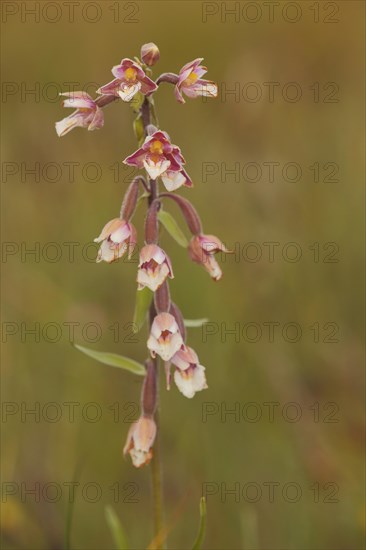 Marsh helleborine