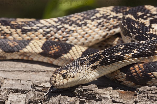 Northern pine snake