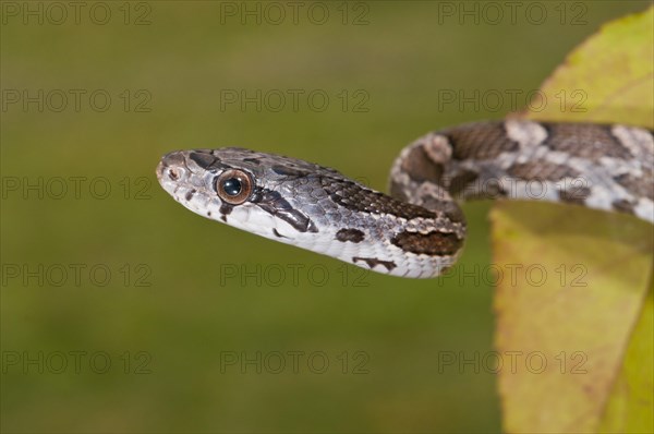 Texas rat snake