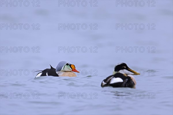 King eider