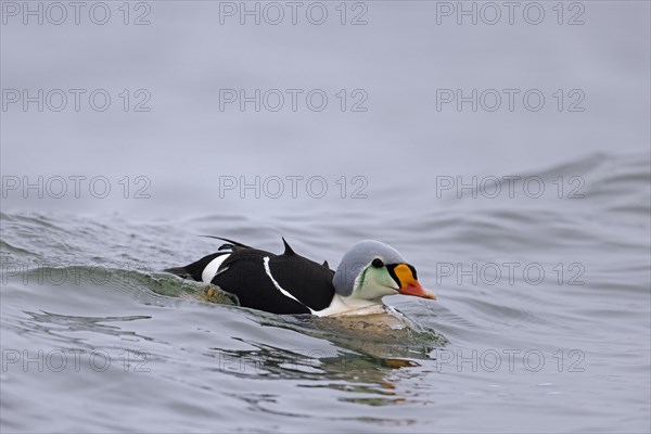 King eider