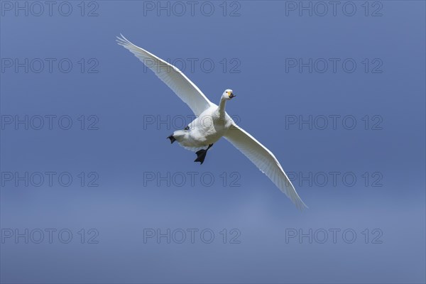 Tundra swan