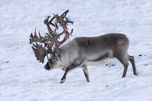 Svalbard reindeer