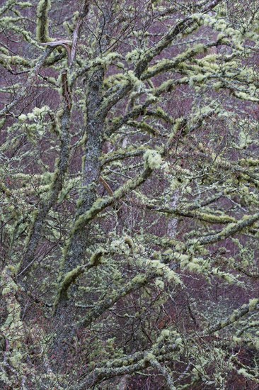 Silver birch