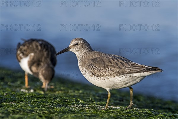 Red knot