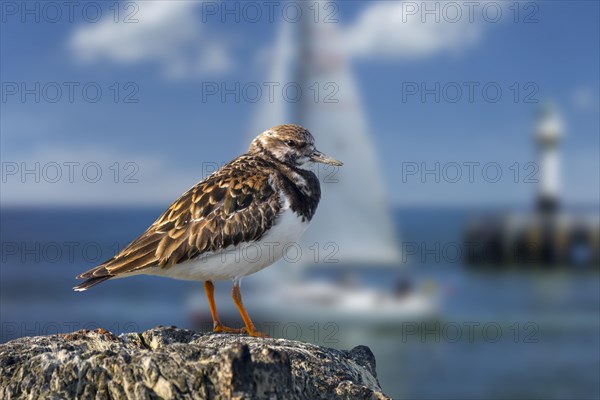 Ruddy turnstone