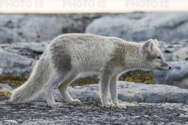 Arctic fox