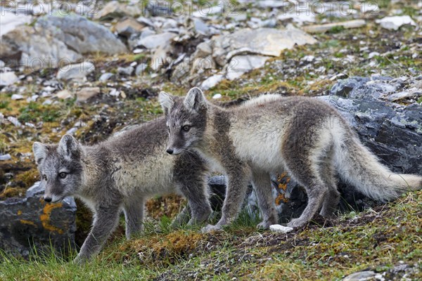 Two young Arctic foxes