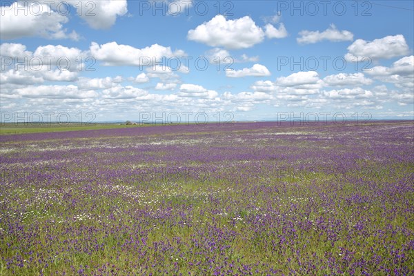 Landscape with purple and white flower meadow with purple viper's-bugloss