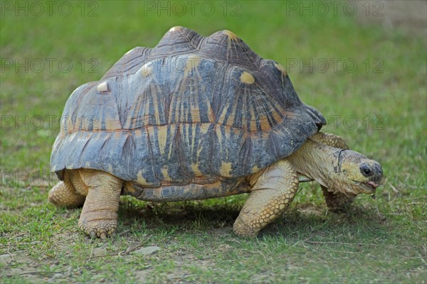 Radiated tortoise