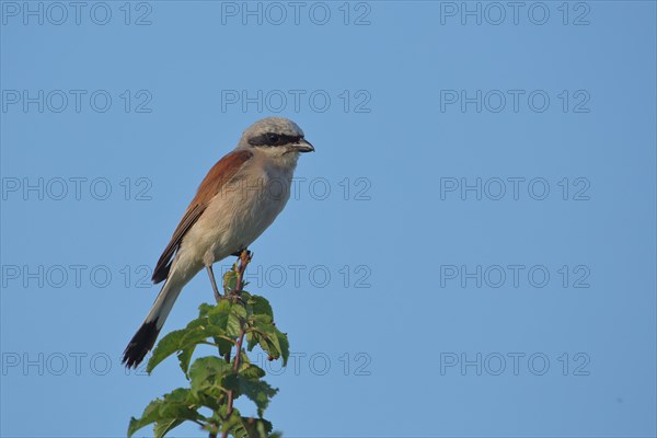 Male Red-backed Shrike