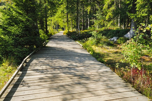 Wooden path in the forest along the Etang de la Gruere mire lake in the canton of Jura