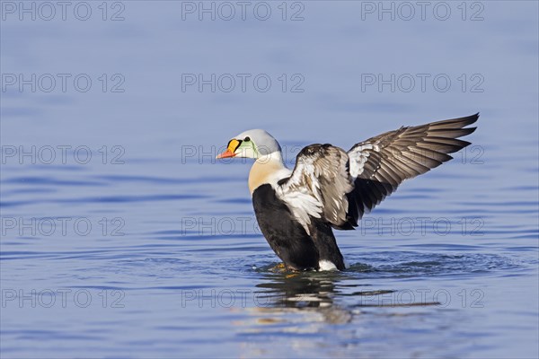 King eider