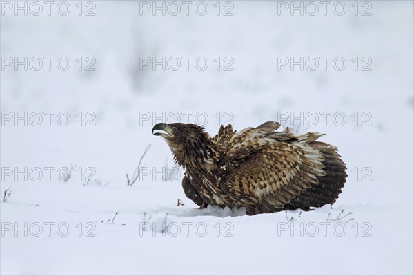 White-tailed Eagle