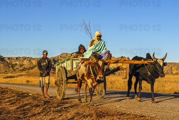 Ox cart