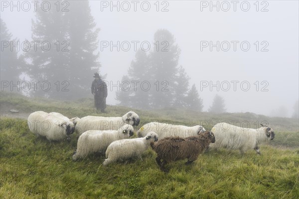 A shepherd with a flock of Valais black-nosed domestic sheep