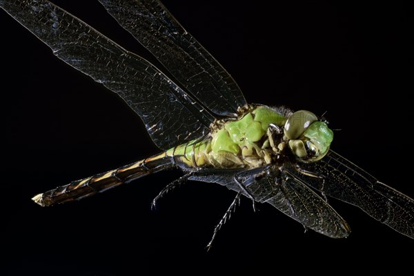 Green Clearwing Dragonfly