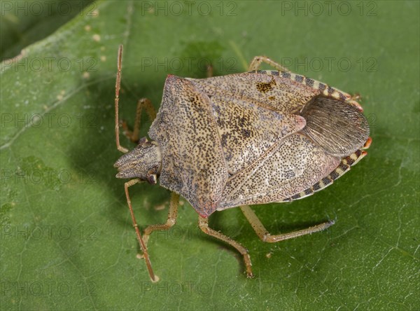 Spined Soldier Bug