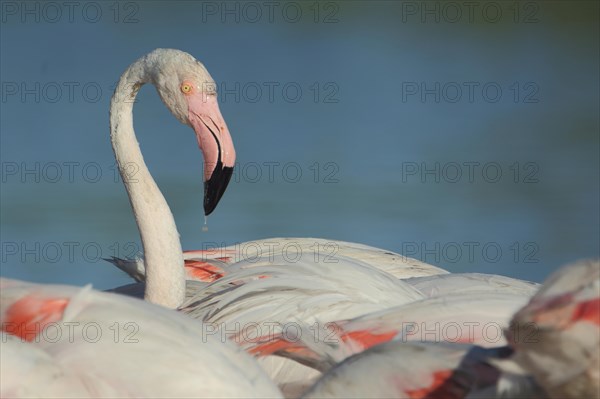 Portrait of greater flamingo