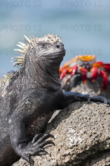 Marine iguana