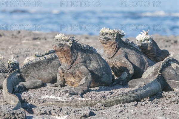 Marine iguana