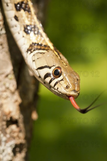 Checkered garter snake