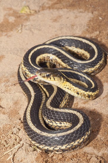 Eastern garter snake