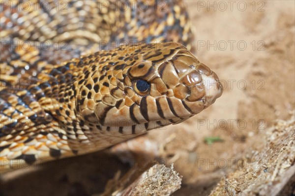 West Texas bull snake