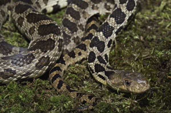 Western fox snake