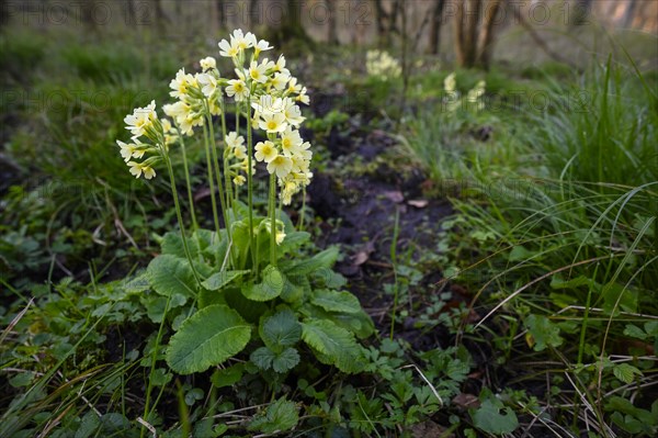 True oxlip