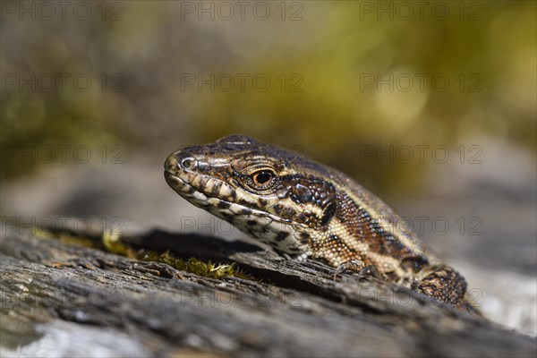 Common wall lizard