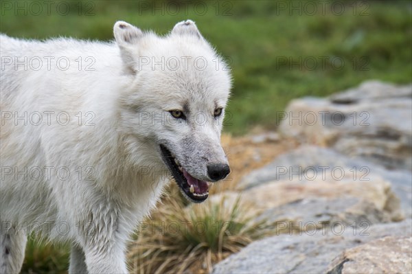 Close up portrait of Canadian Arctic wolf