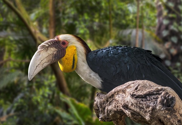 Wreathed hornbill