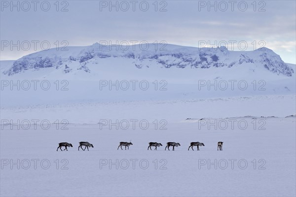 Reindeer