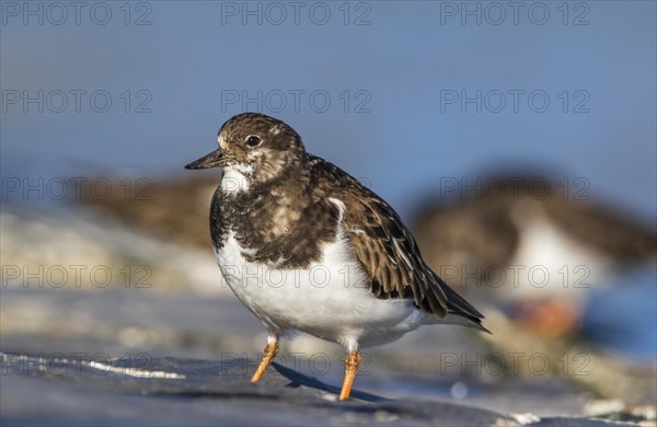 Ruddy turnstones