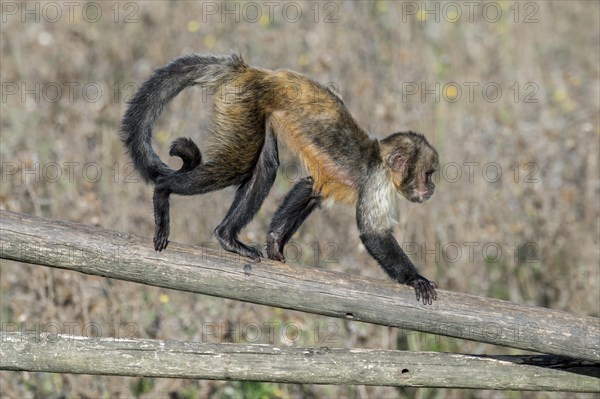 Golden-bellied capuchin